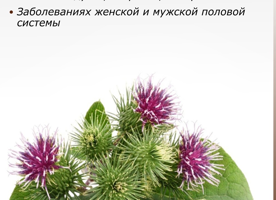 Корень лопуха — лечебные свойства и способы применения в медицине