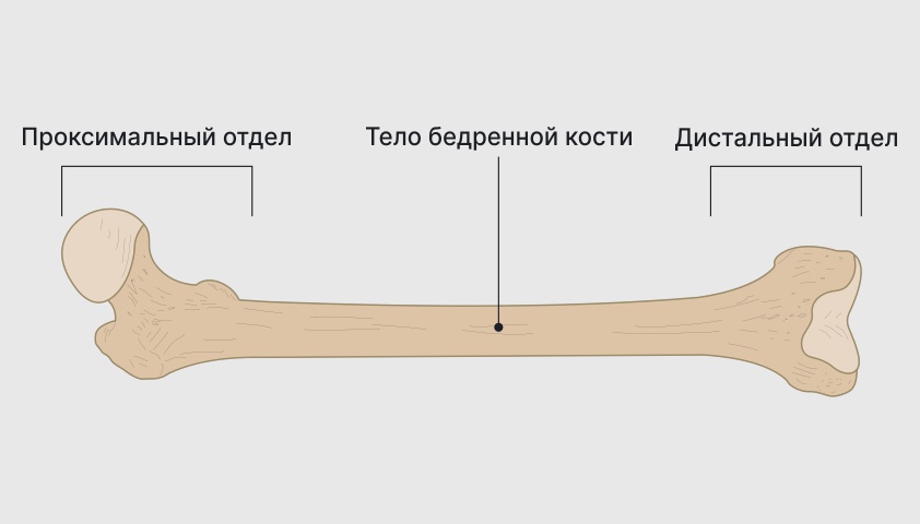 Бедренная-кость