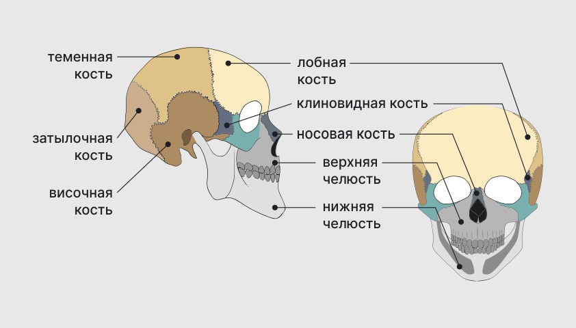 Перелом черепа - перелом костей черепа у взрослых и детей