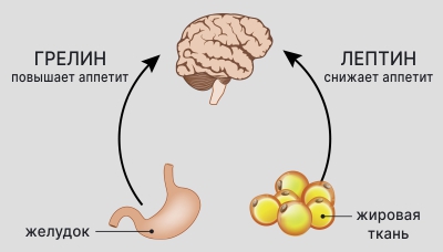 Грелин-лептин2