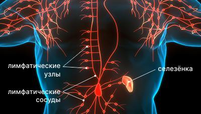 Лимфатическая-система