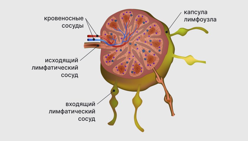 Лимфатическая система — что это такое, функции, строение