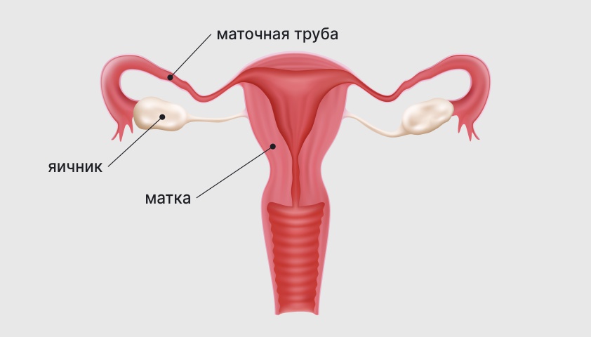 Эрозия (эктопия) шейки матки — причины появления, симптомы