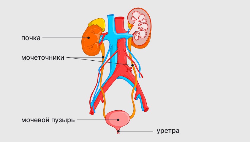 Рак мочеточника — причины опухоли, симптомы рака у женщин и у мужчин