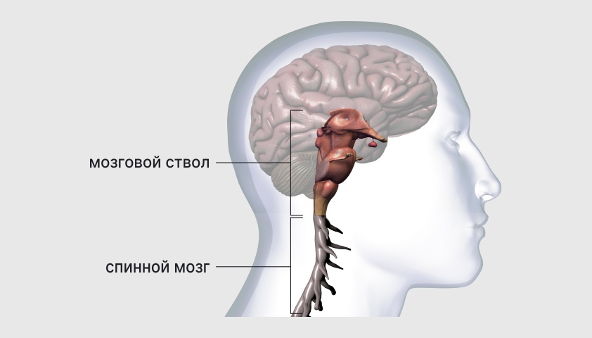 Энцефалит у взрослых и детей — что это, симптомы и лечение