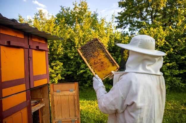 Использование пчелиного подмора в альтернативной медицине