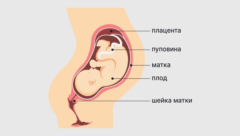 Замершая беременность - признаки, причины и симптомы