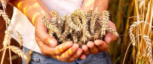 Проросшая пшеница: ее полезные свойства