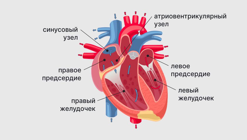 Сердечная недостаточность — что это, симптомы ХСН, стадии лечения