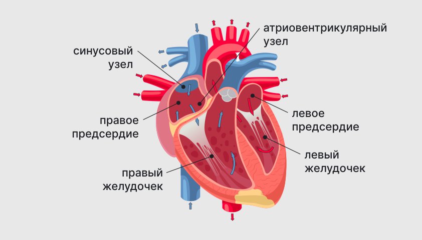 Аритмия сердца — симптомы, причины и лечение