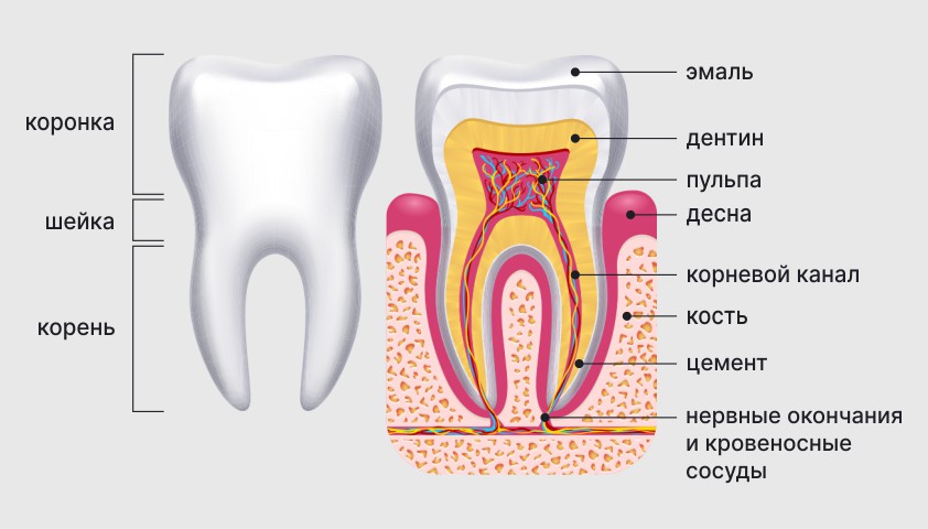 Строение зуба