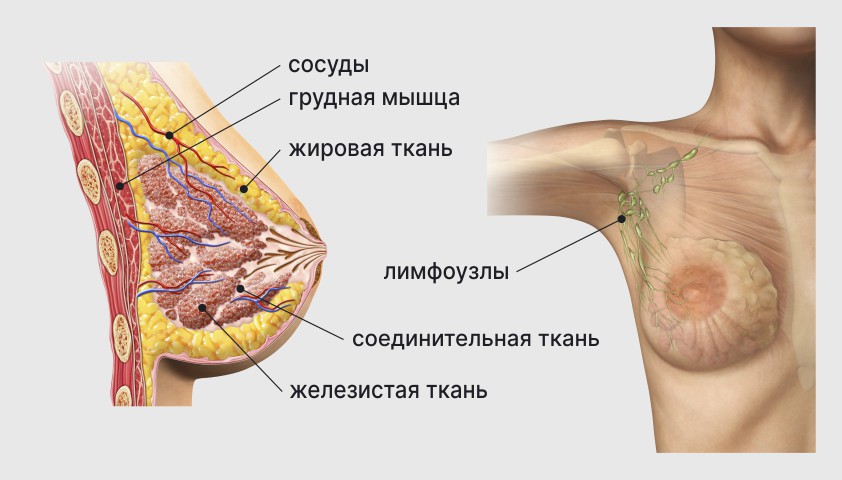 Молочные железы — анатомия, заболевания, инволюция, асимметрия