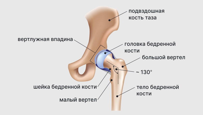 Тазобедренный-сустав