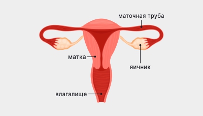 Женская-ПС