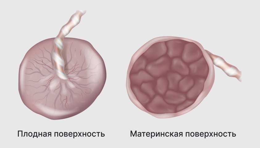 Плацента - что это, структура и функции